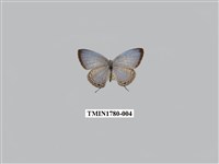 藏品(淡清雅波灰蝶)的圖片